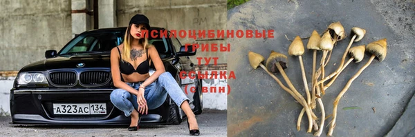 прущие грибы Наволоки